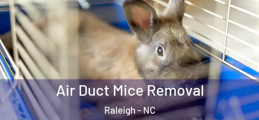 Air Duct Mice Removal Raleigh - NC